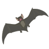 Rabies-Bat
